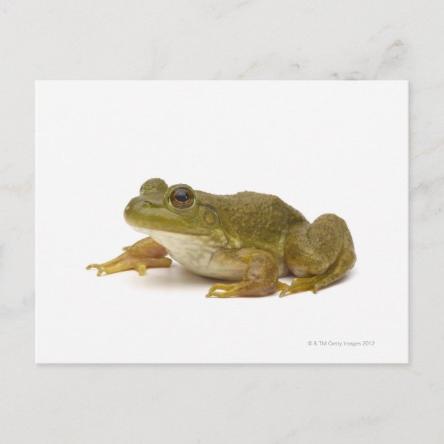 Common Green Frog Postcard (Front)