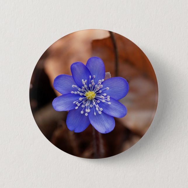 Common Hepatica (Hepatica nobilis) 2 Inch Round Button (Front)