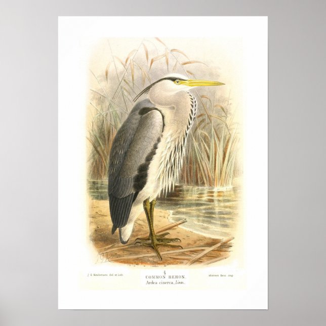 Common Heron Poster (Front)
