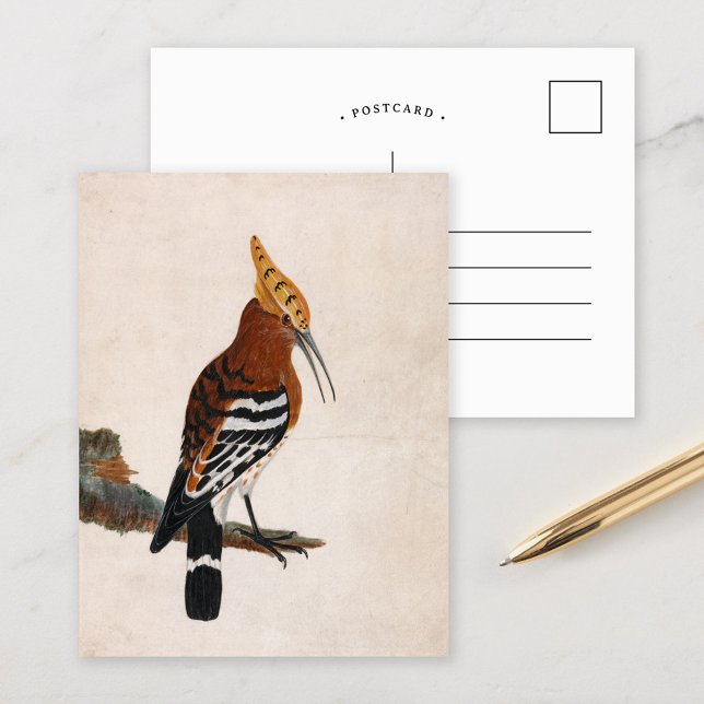 Common Hoopoe | William Lewin Postcard (Creator Uploaded)