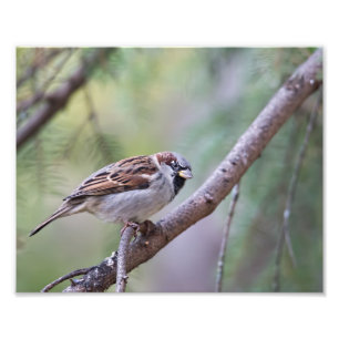 Common House Sparrow in Tree Photography Print