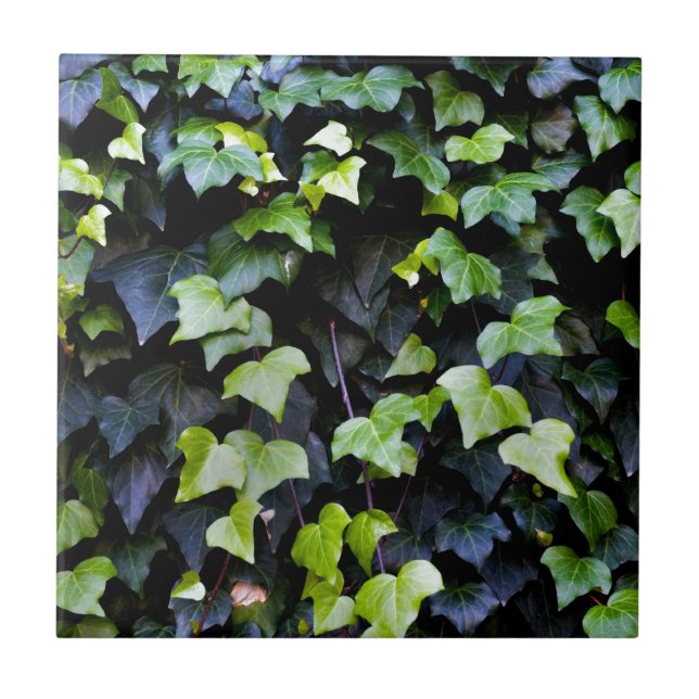 Common ivy tile (Front)