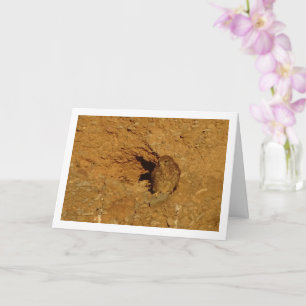 Common Kestrel Bird, Falco Tinnunculus Card