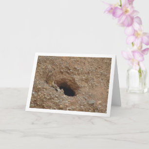 Common Kestrel Bird, Falco Tinnunculus Card