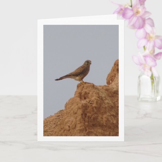 Common Kestrel Bird, Falco Tinnunculus  Card (Orchid)