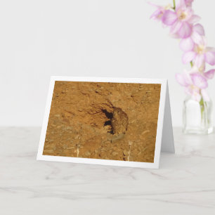 Common Kestrel Bird, Falco Tinnunculus  Card