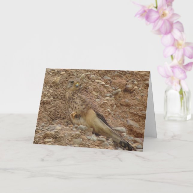 Common Kestrel Bird, Falco Tinnunculus Card (Orchid)