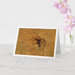 Common Kestrel Bird, Falco Tinnunculus Card