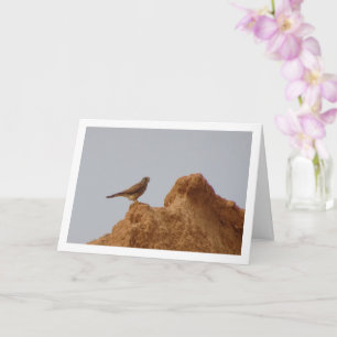 Common Kestrel Bird, Falco Tinnunculus Card