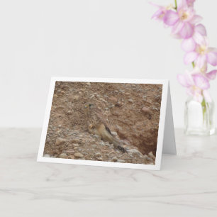 Common Kestrel Bird, Falco Tinnunculus Card