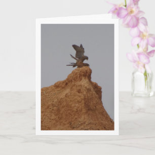 Common Kestrel Birds Mating, Falco Tinnunculus Car Card