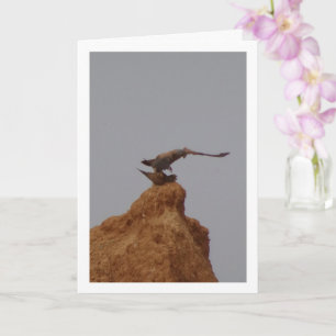 Common Kestrel Birds Mating, Falco Tinnunculus Card