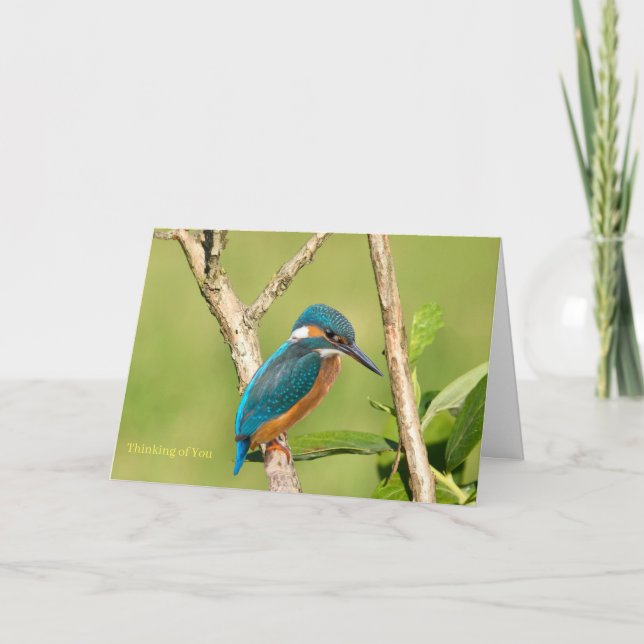 Common kingfisher for Get Well card (Front)
