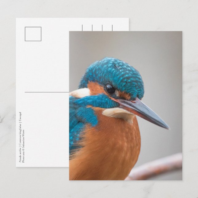 Common Kingfisher Nature Photo Postcard (Front/Back)