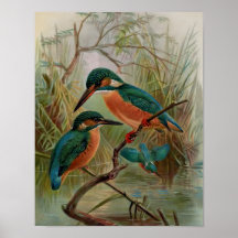 Common Kingfisher Vintage Bird Illustration