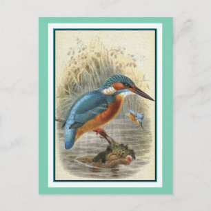 Common Kingfisher Vintage Illustration Postcard