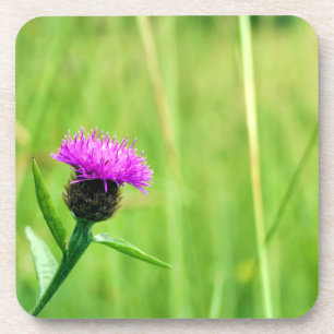 Common Knapweed Coaster