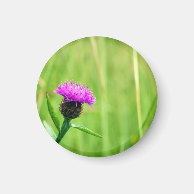 Common Knapweed  Magnet (Front)