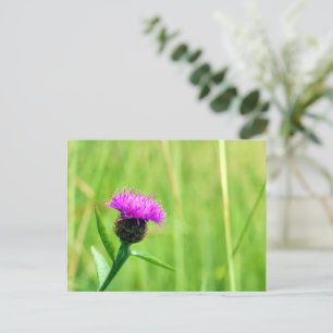 Common Knapweed Postcard