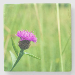 Common Knapweed Stone Coaster
