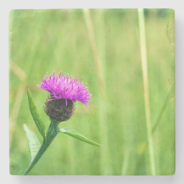 Common Knapweed  Stone Coaster (Front)