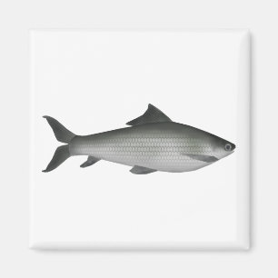 Common Labeo Magnet