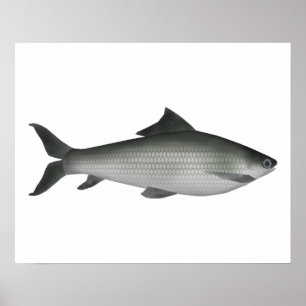 Common Labeo Poster
