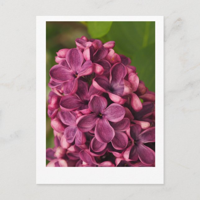 Common lilac postcard (Front)