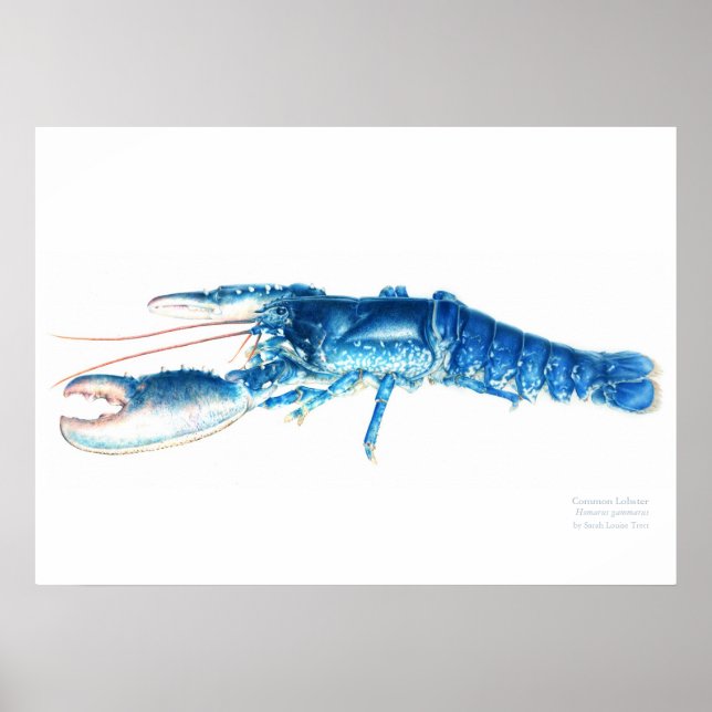 Common lobster blue watercolour art print large (Front)