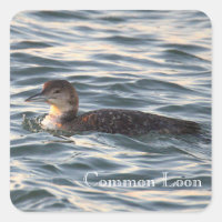 Common Loon Bird Stickers