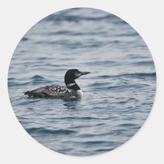 Common Loon Classic Round Sticker (Front)