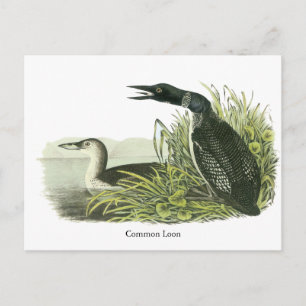 Common Loon, John Audubon Postcard