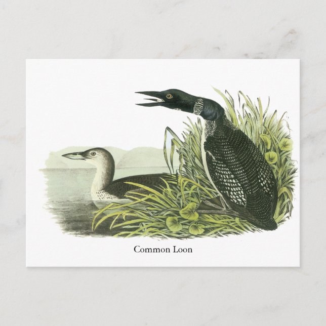 Common Loon, John Audubon Postcard (Front)