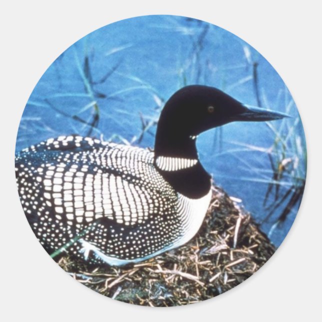 Common Loon on Nest Classic Round Sticker (Front)