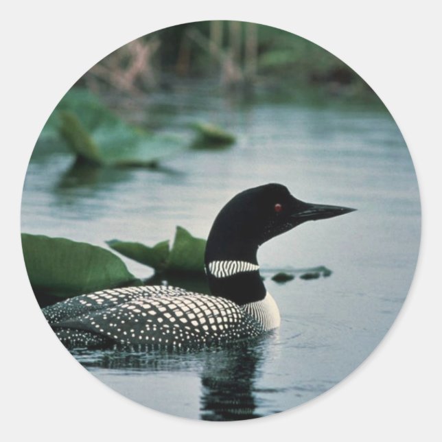 Common Loon on Water Classic Round Sticker (Front)