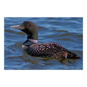 Common Loon Poster