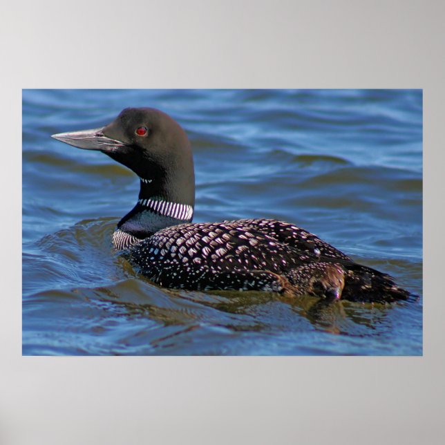 Common Loon Poster (Front)