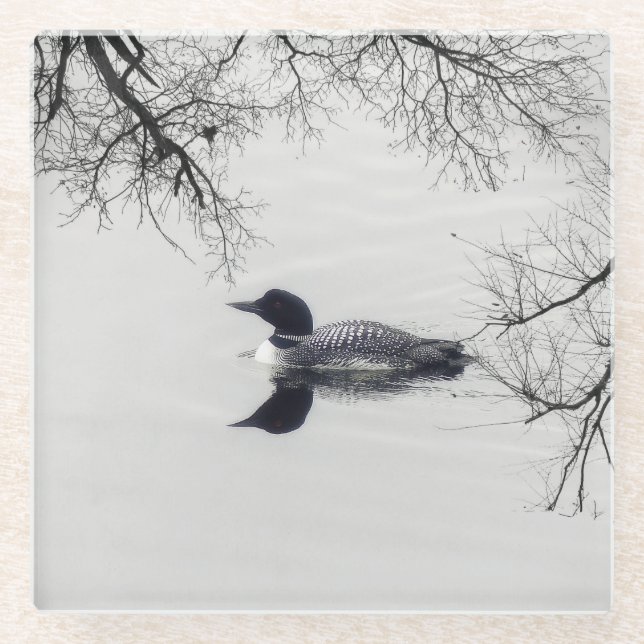 Common Loon Swims in a Northern Lake in Winter Glass Coaster (Front)