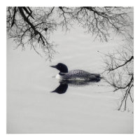 Common Loon Swims in a Northern Lake in Winter