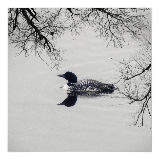 Common Loon Swims in a Northern Lake in Winter Poster (Front)