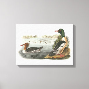 Common Merganser by Audubon Canvas Print