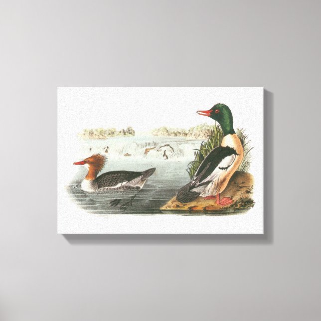 Common Merganser by Audubon Canvas Print (Front)