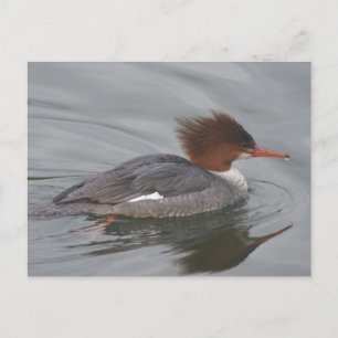 Common Merganser Postcard
