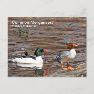 Common Merganser Postcard
