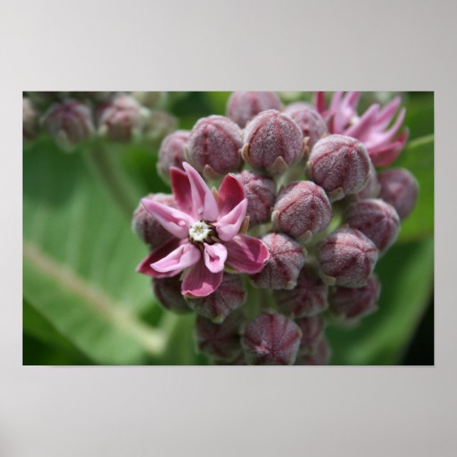 Common milkweed flower plant poster (Front)