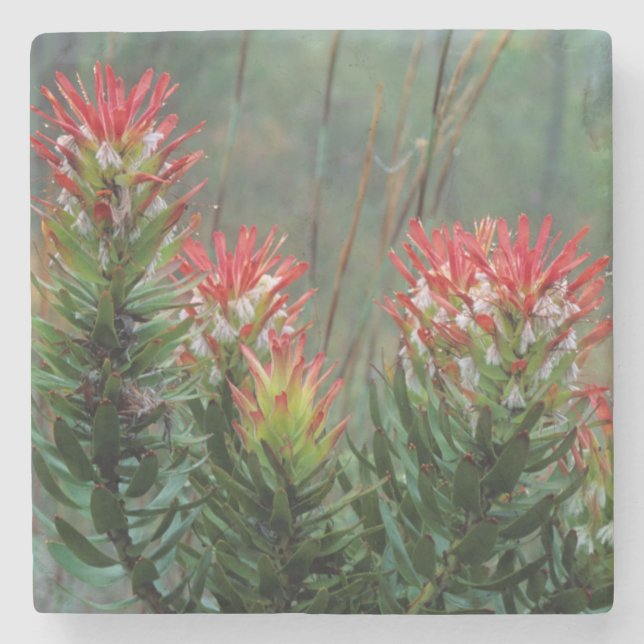 Common Mimetes (Mimetes Cucullatus) Stone Coaster (Front)