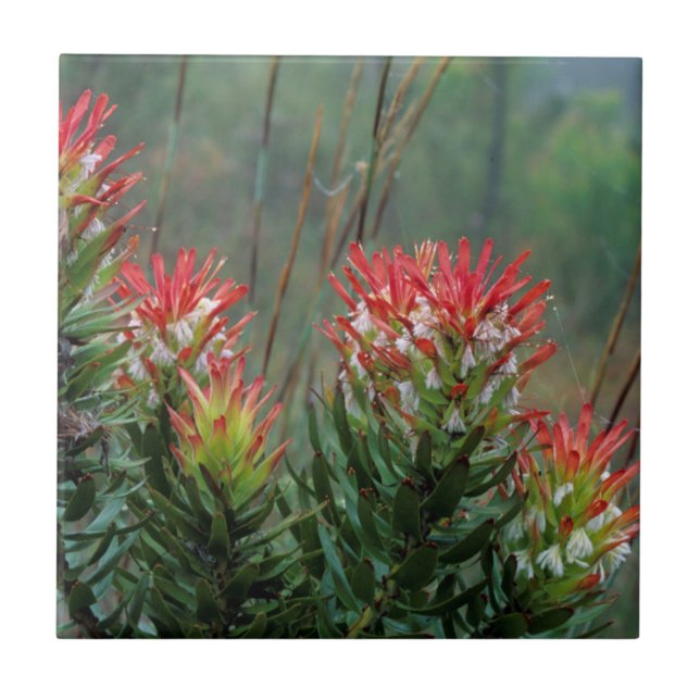 Common Mimetes (Mimetes Cucullatus) Tile (Front)
