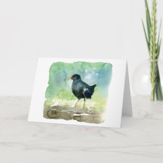 common moorhen card