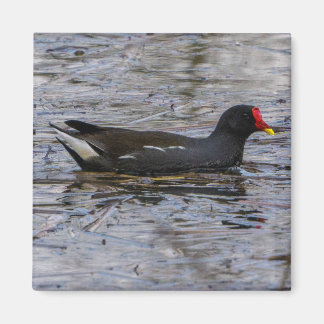 Common moorhen magnet