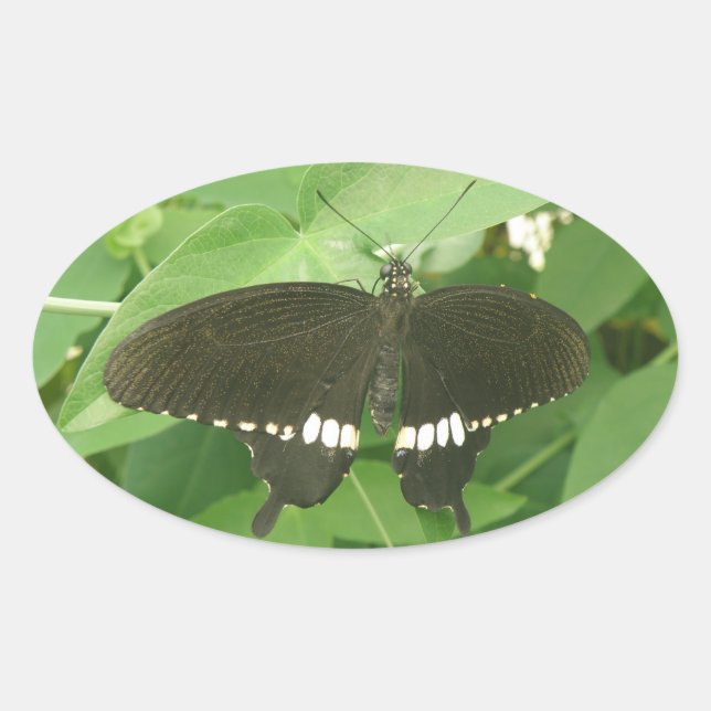 Common Mormon Butterfly Stickers (Front)